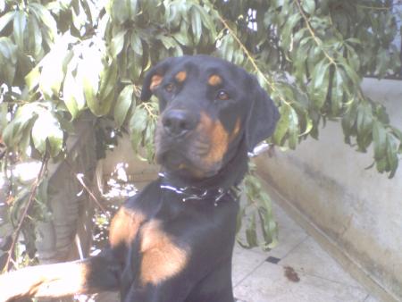 là!!! c mon chien